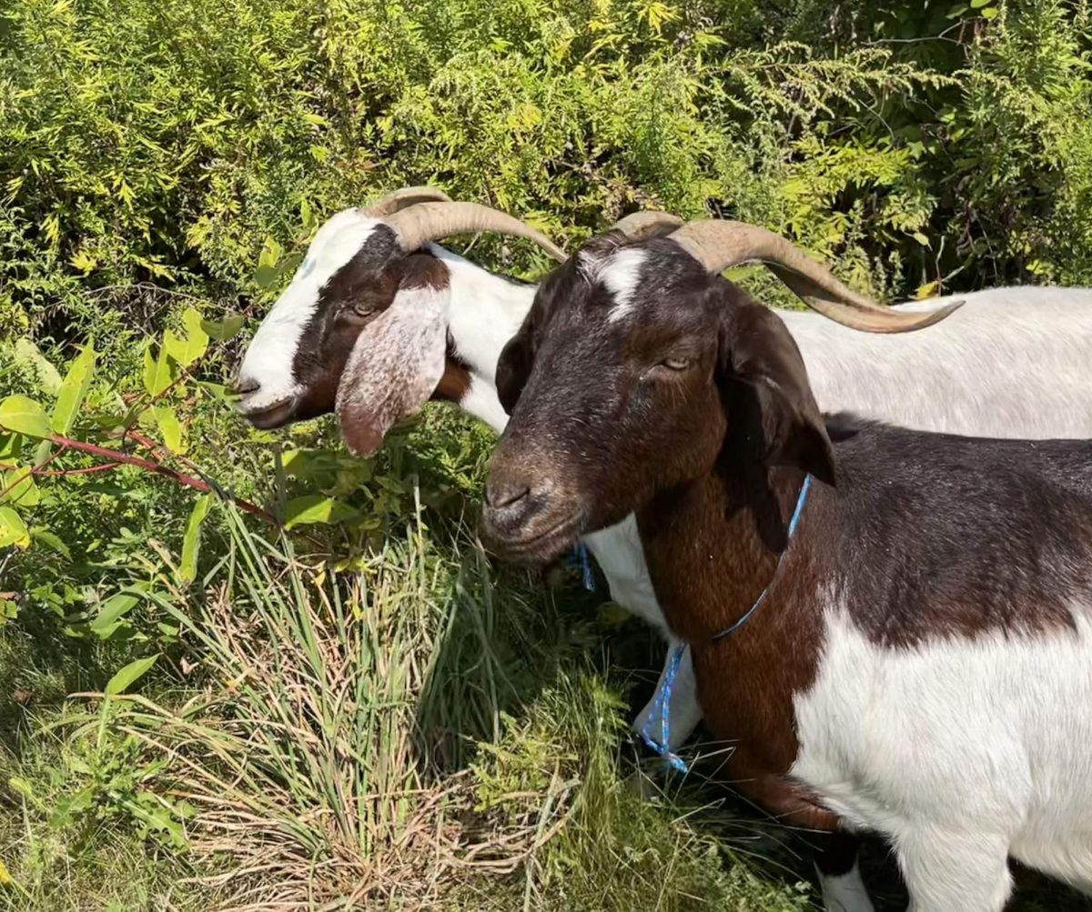 Chocloate and Chip, goats visiting campus from Green Goats of Rhinebeck, explore their new munching area behind the high school on their arrival September 14